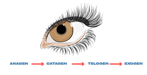 From Lash Loss to Lash Love